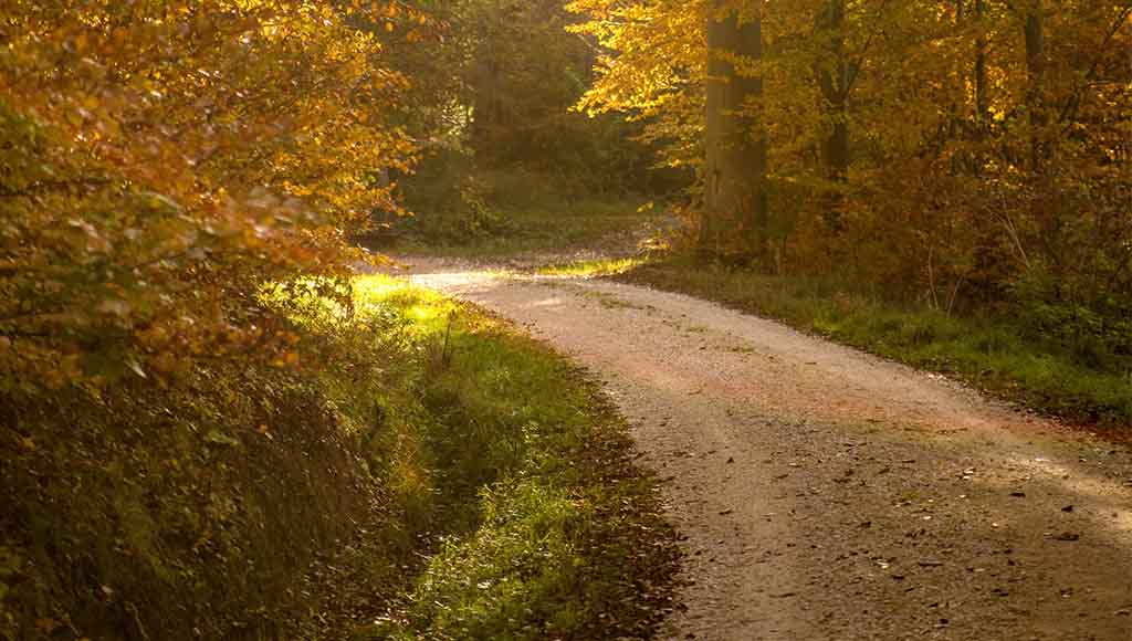 Taking A Country Path